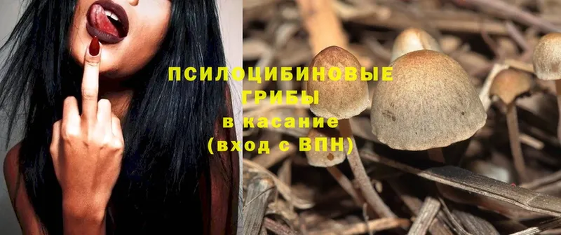 Псилоцибиновые грибы Psilocybe  Ельня 